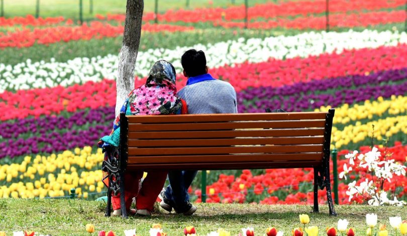 kashmir-tourism-tulips